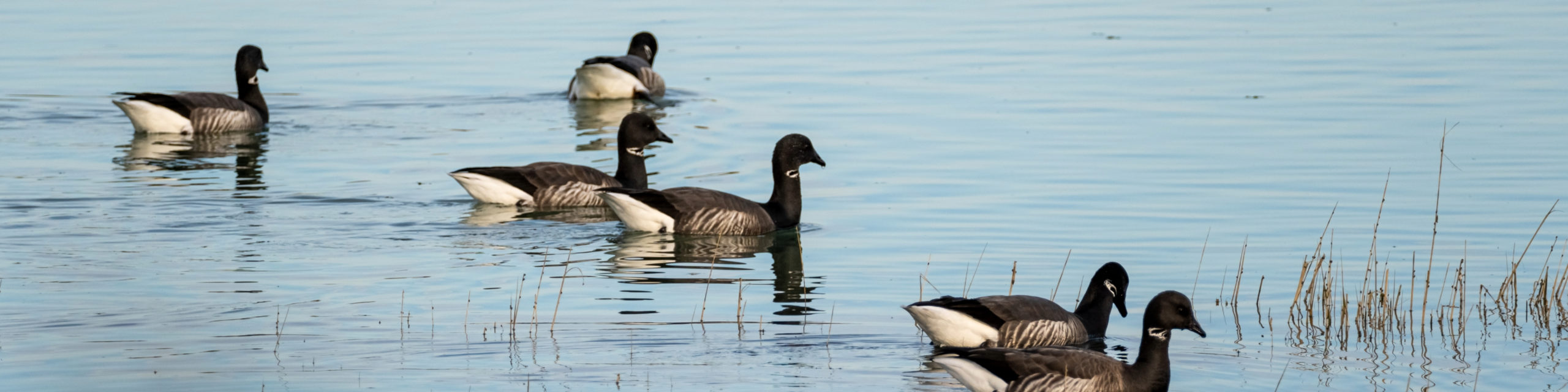 Brant Goose dans un lac à Lilleau des Niges
