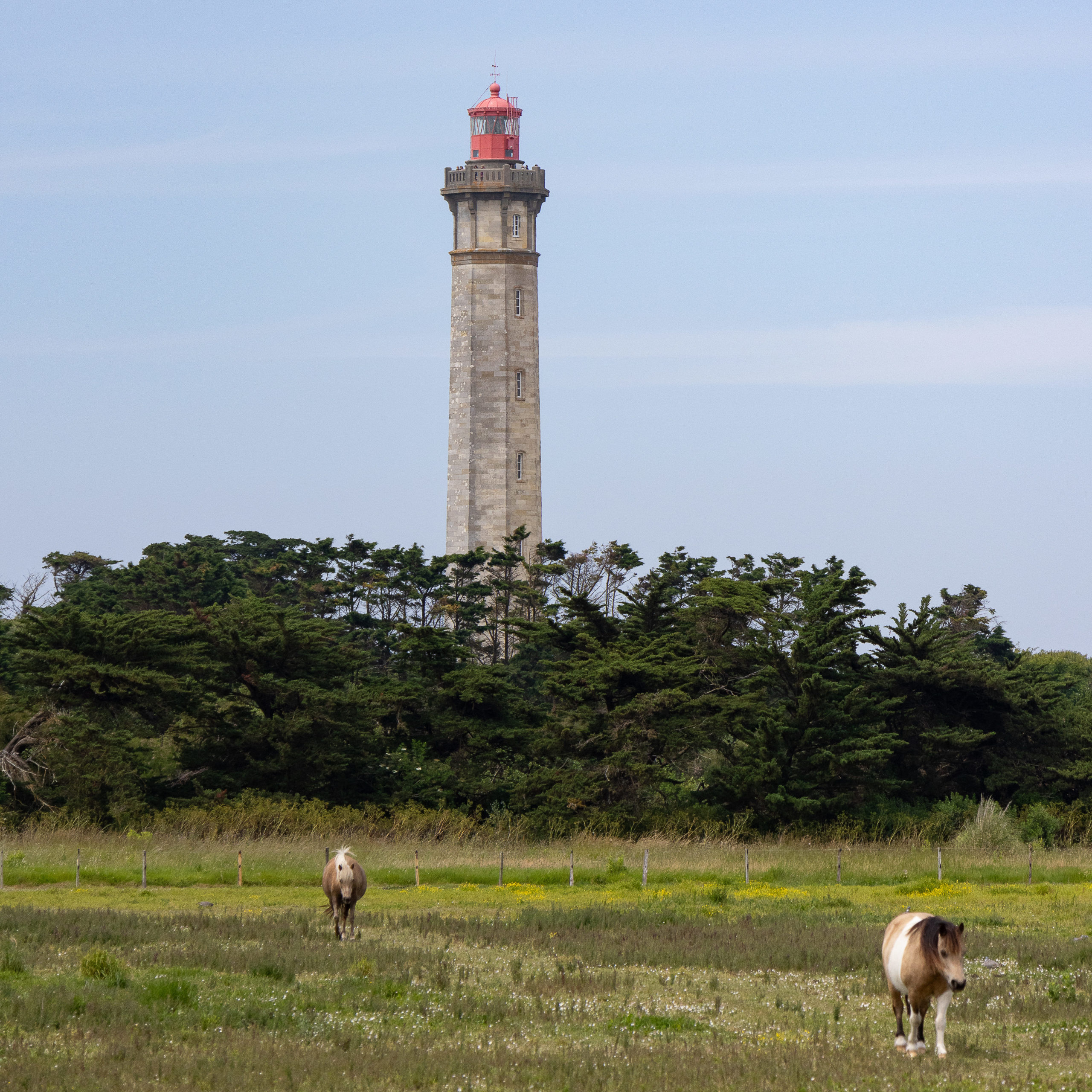 Phare des Baleines vu de loin avec des chevaux dans un pré sur l'île de ré