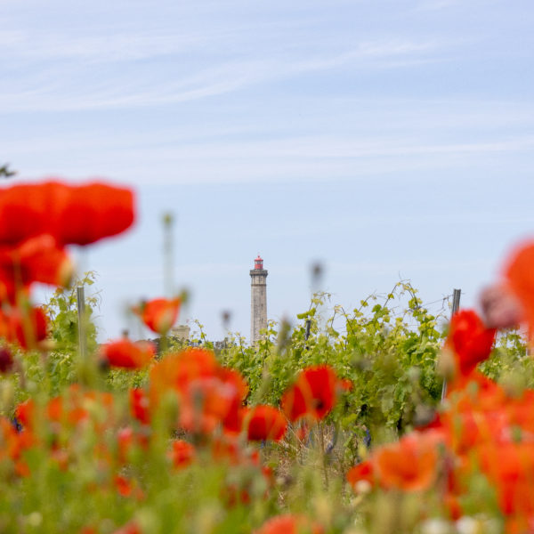 Coquelicot avec vue sur le phare des Baleines