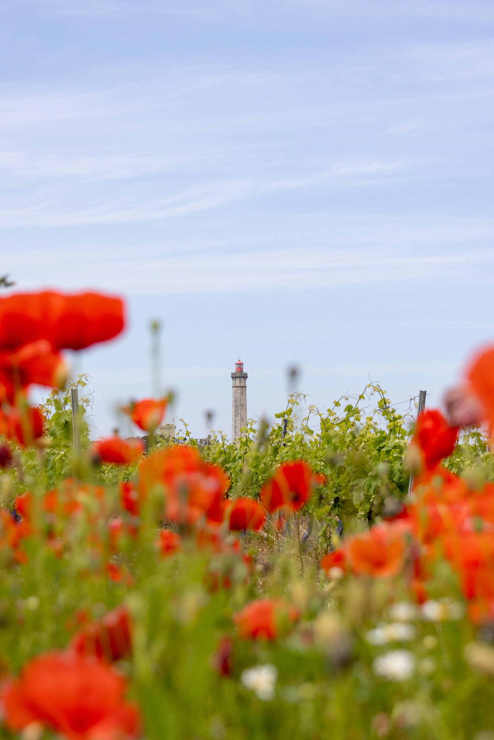 Coquelicot avec vue sur le phare des Baleines