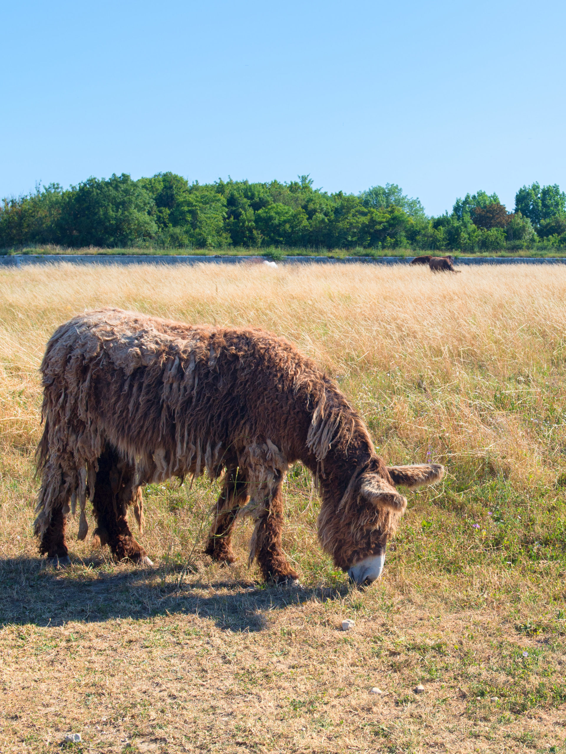 Âne à poil long de l'île de Ré
