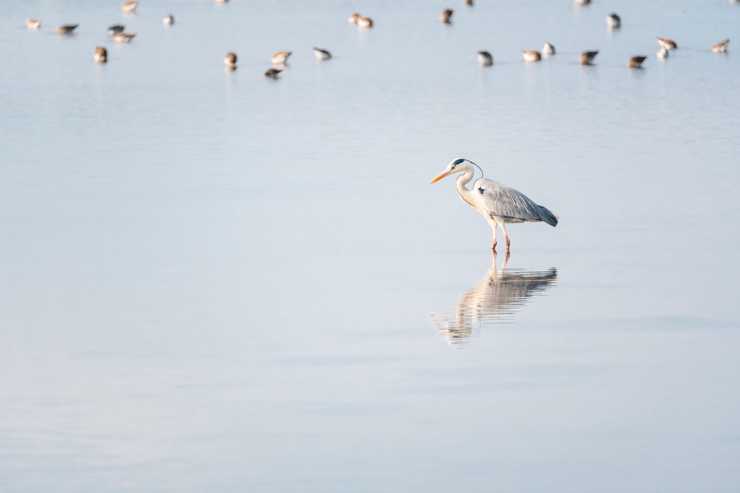 Héron gris dans un lac de la réserve de Lilleau des Niges